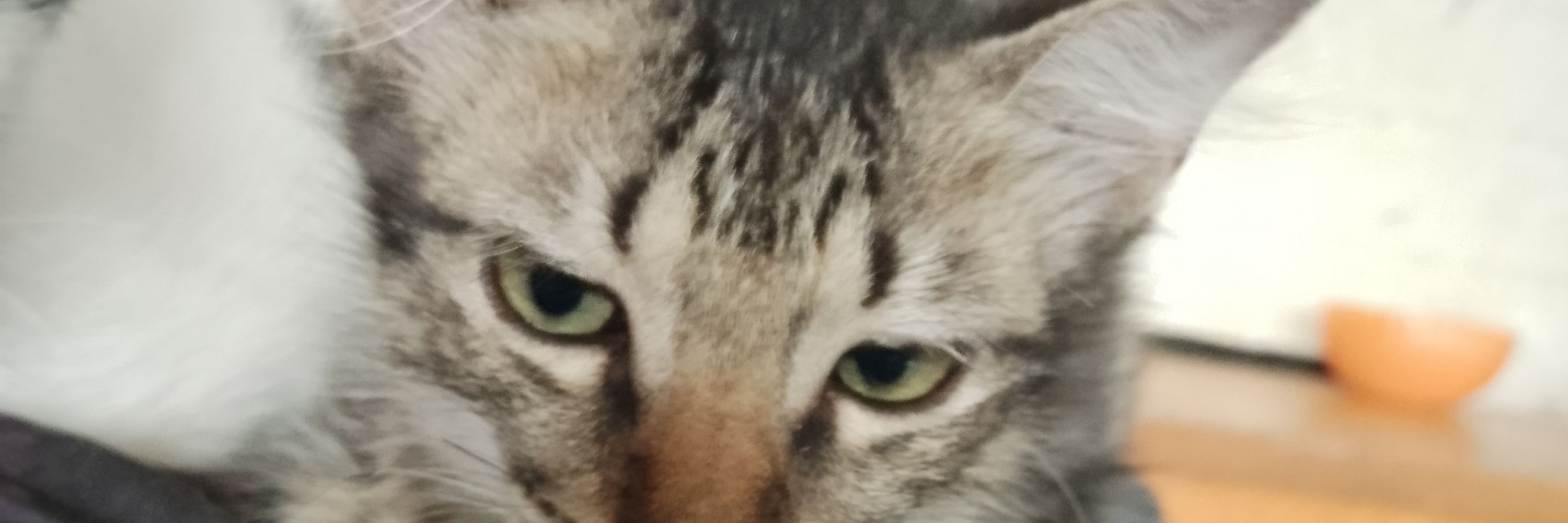Meeeeehhhhhhh