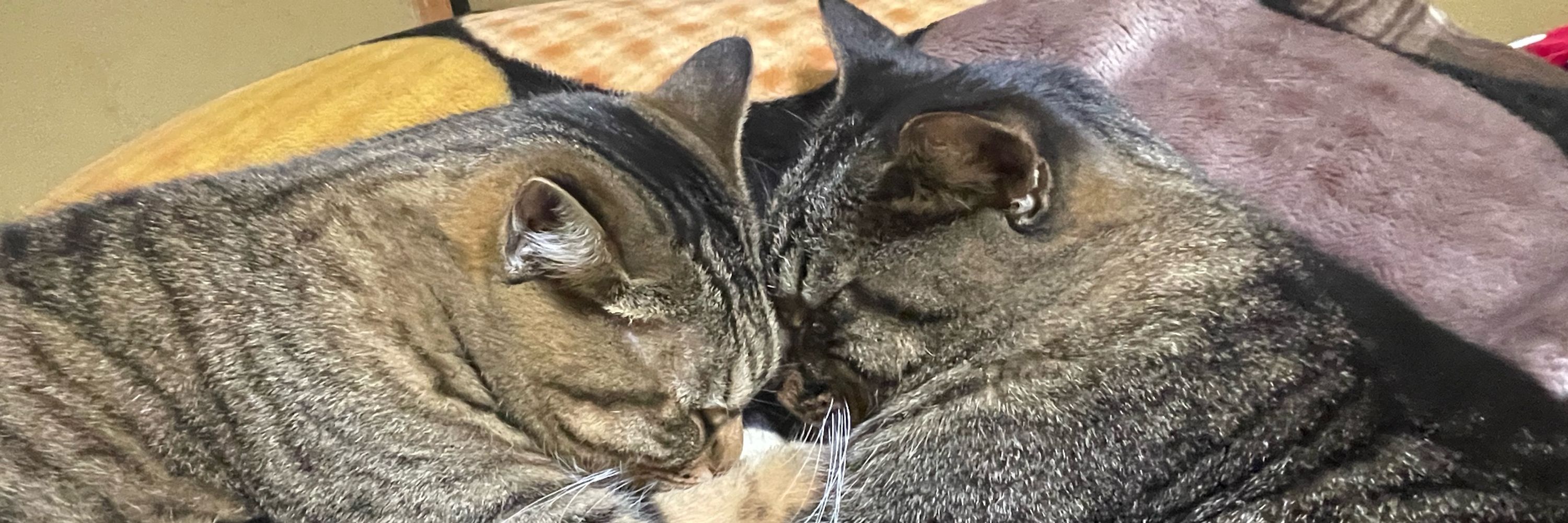 きなこ