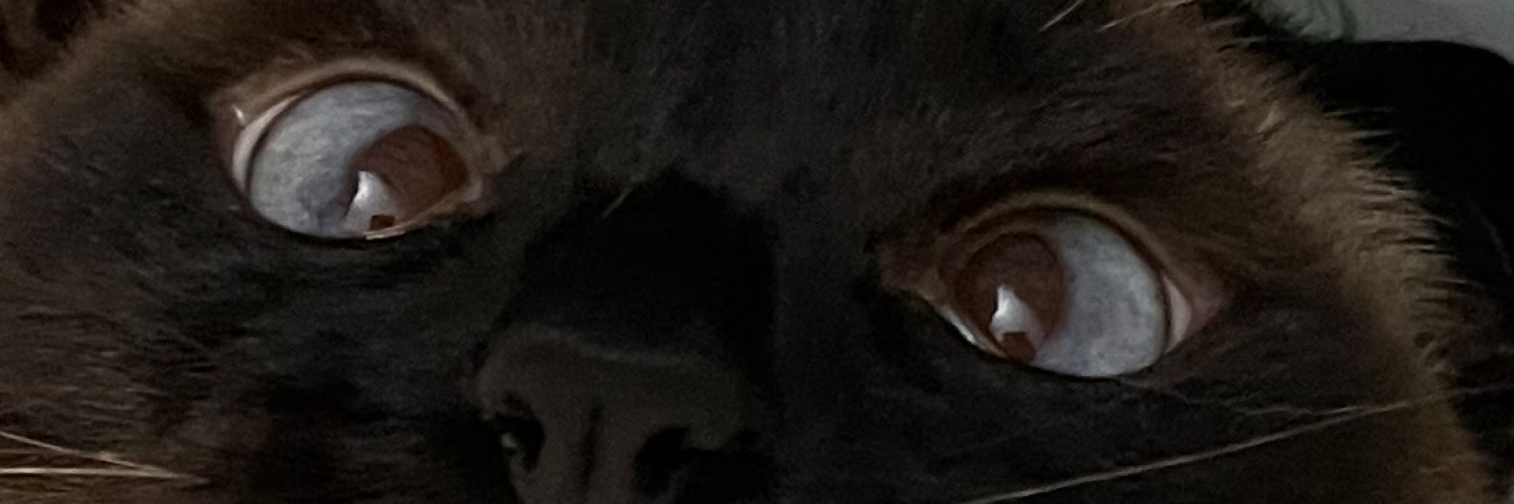 Elli