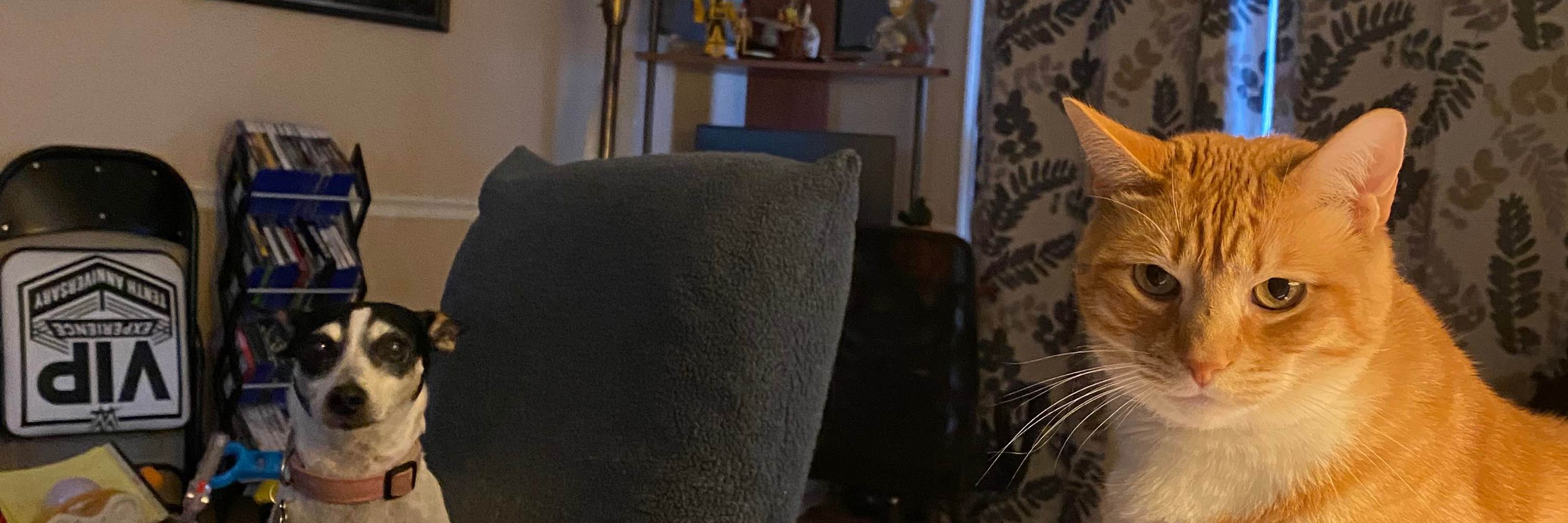 Ellen 🐈