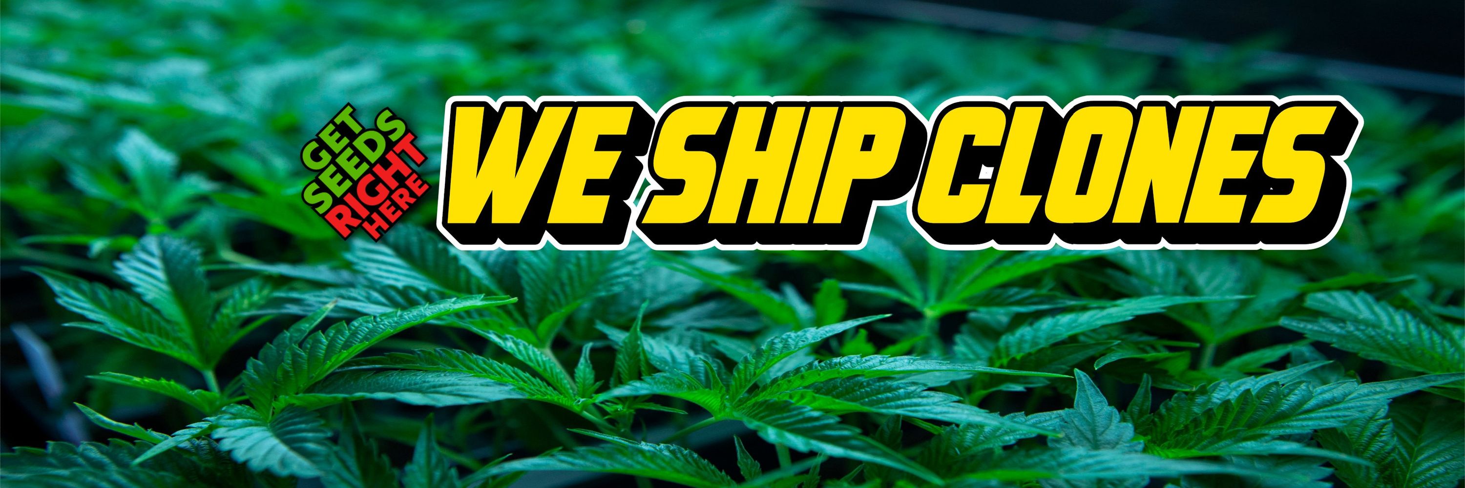 Get Seeds Right Here