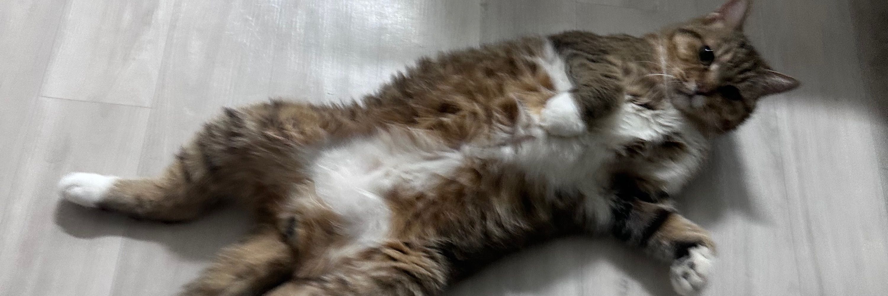 김노엘
