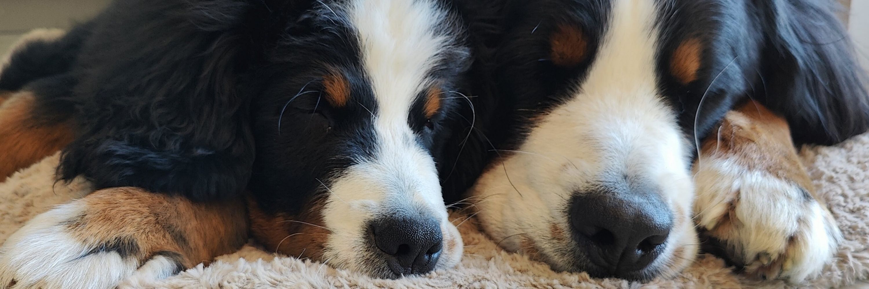Mack and Brie