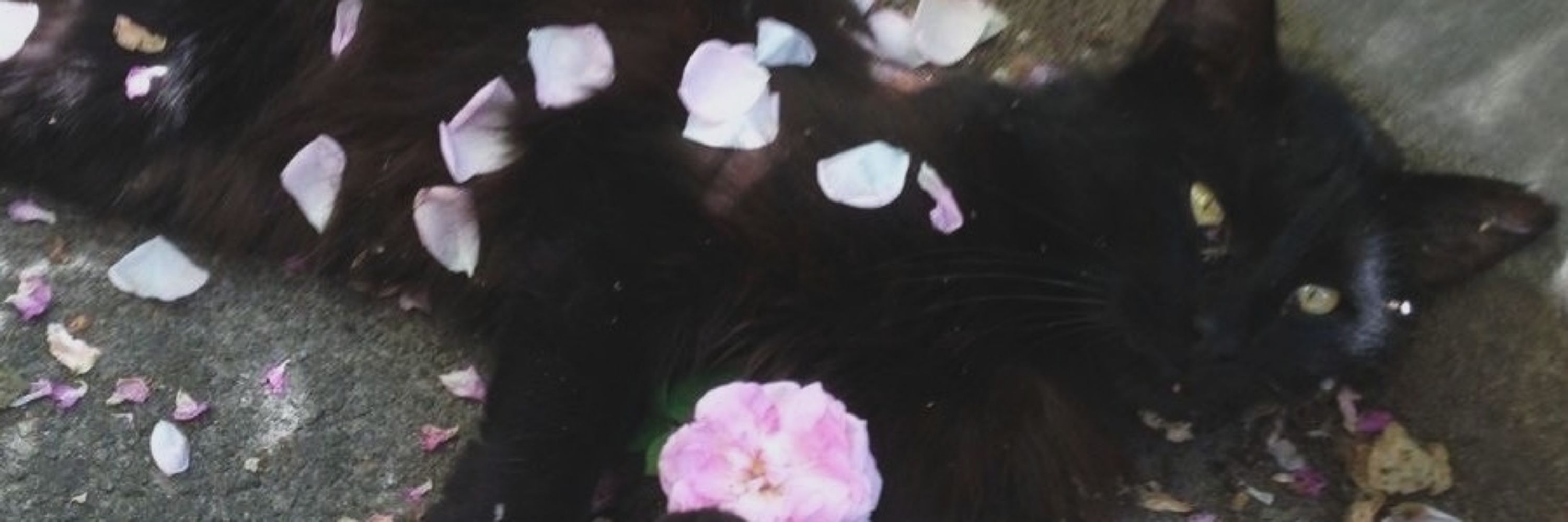 Catto 🐈‍⬛