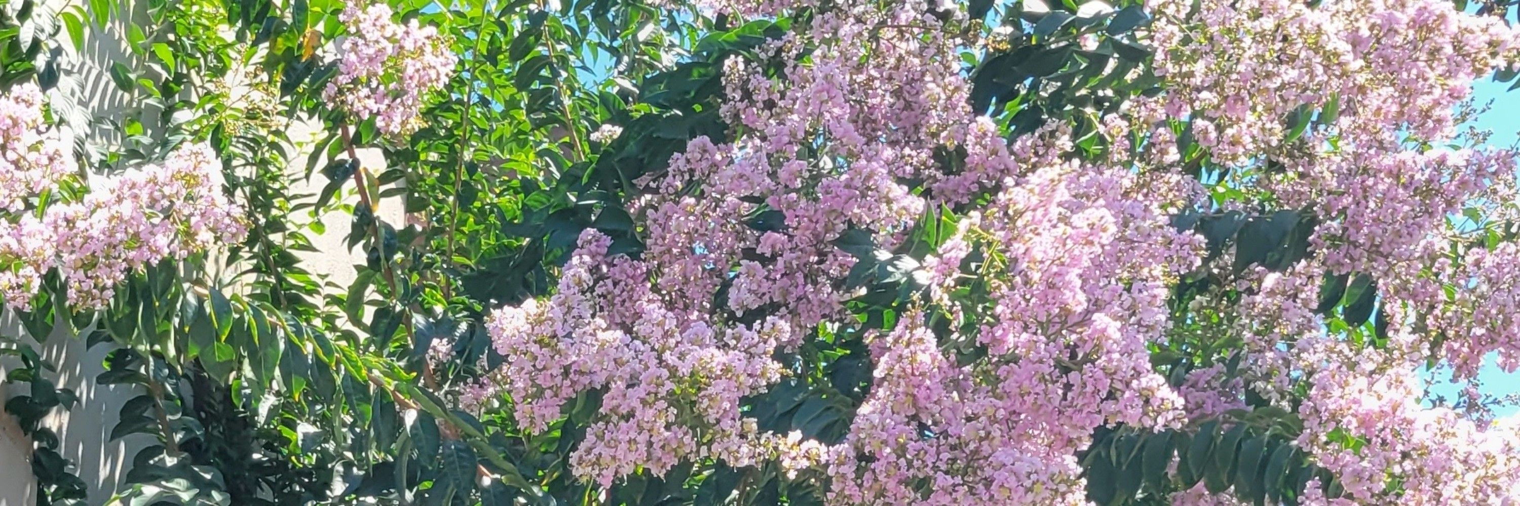 🌸