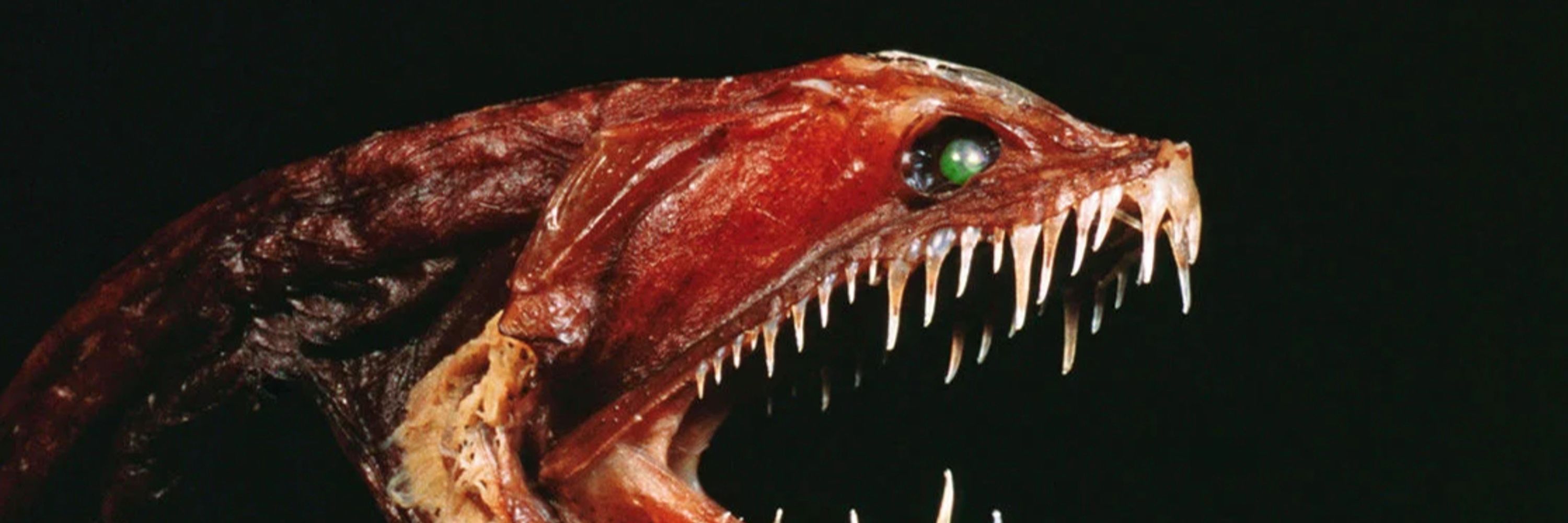Scifogon