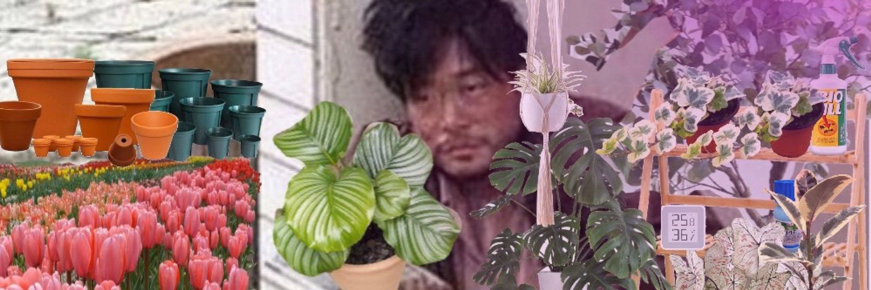 쿼카쿼카