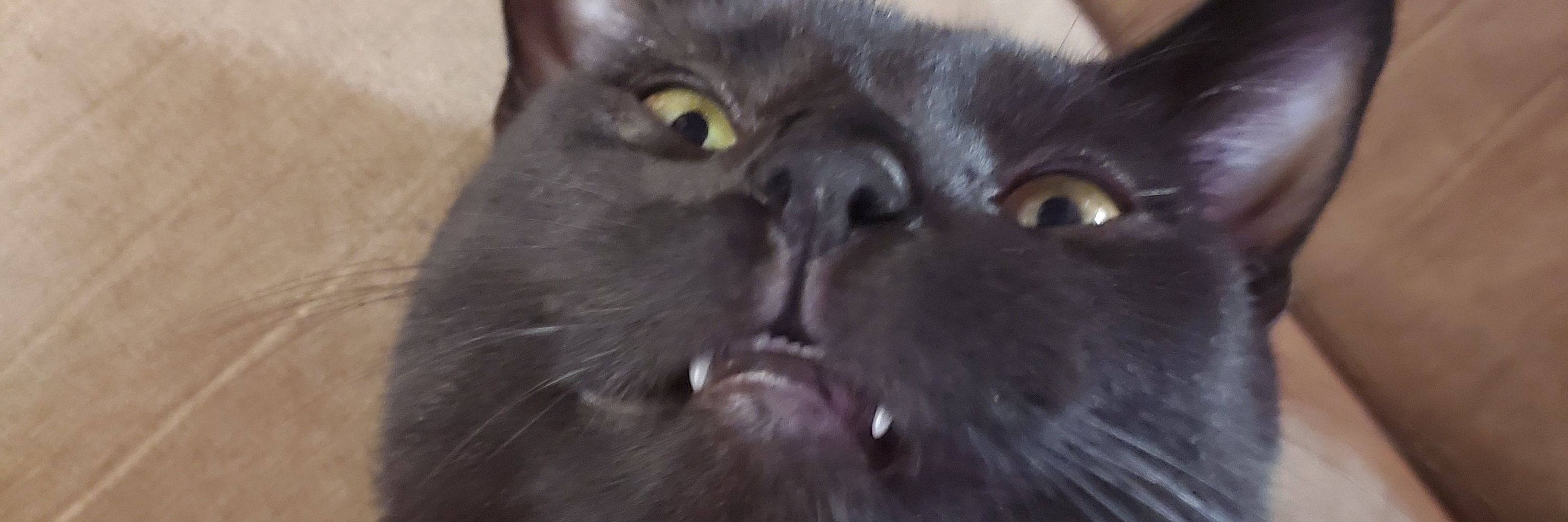 fopsie