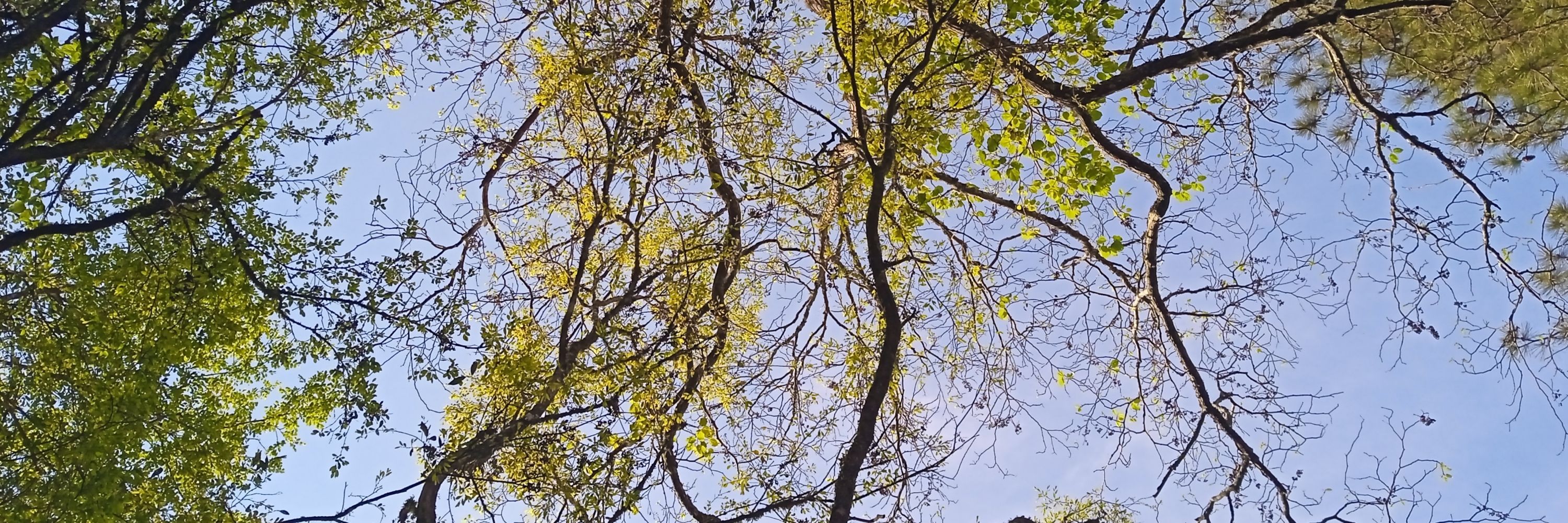 vitto