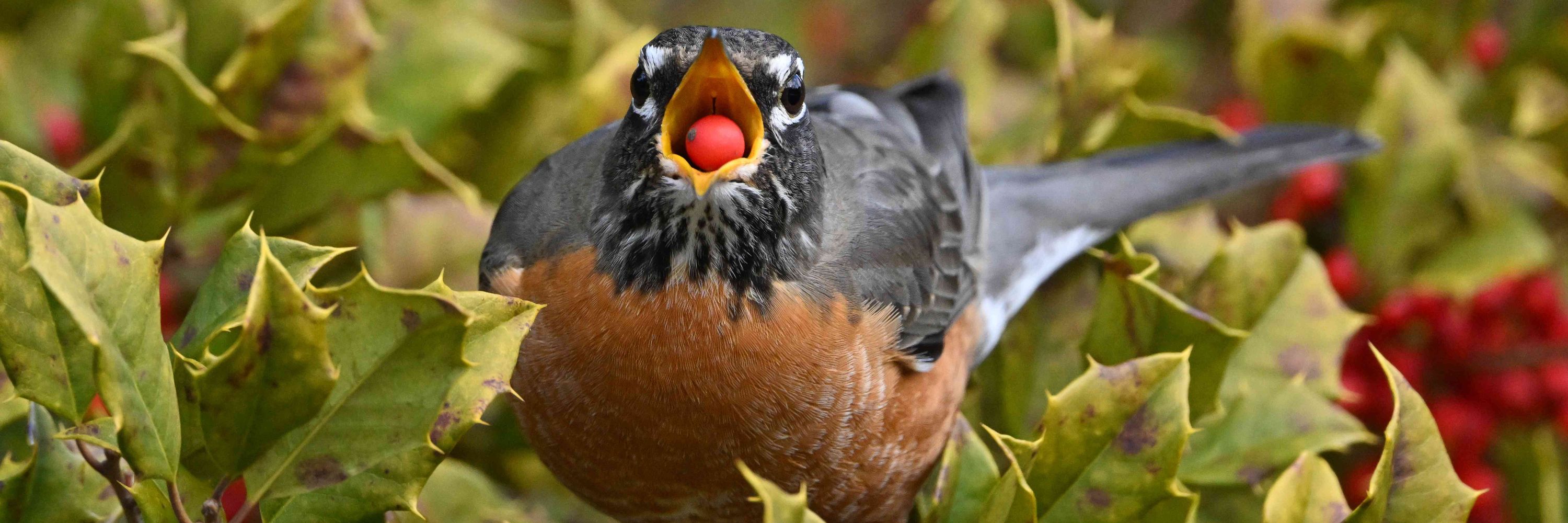 Dan O'Birds