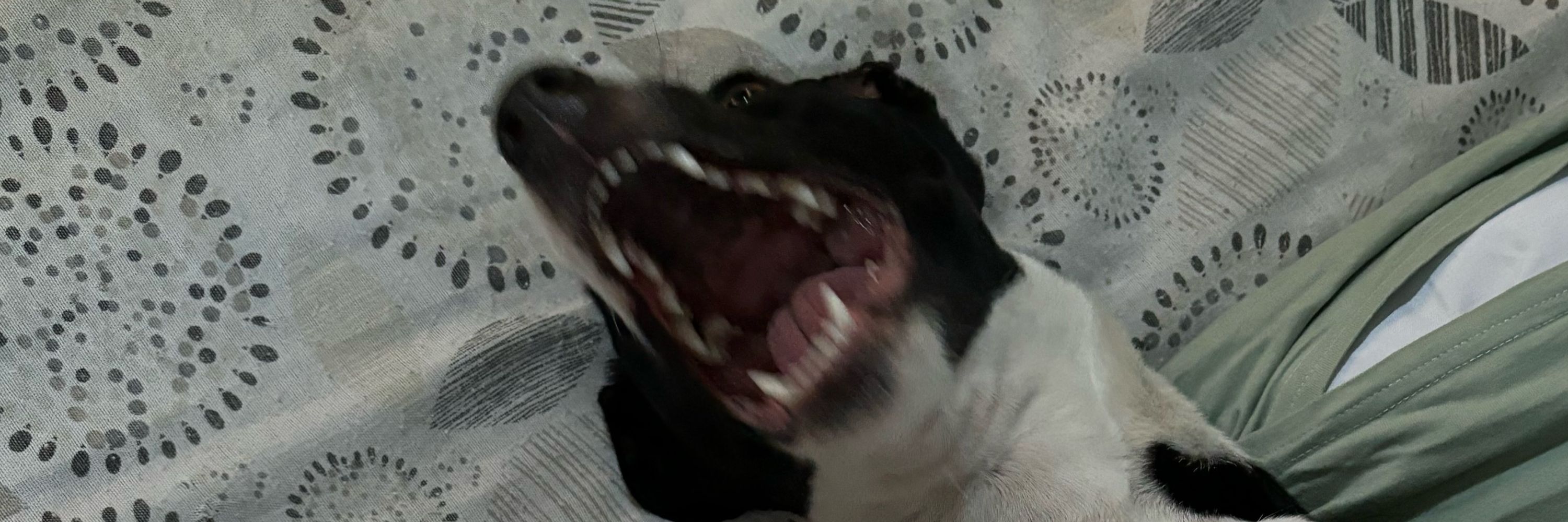 joao