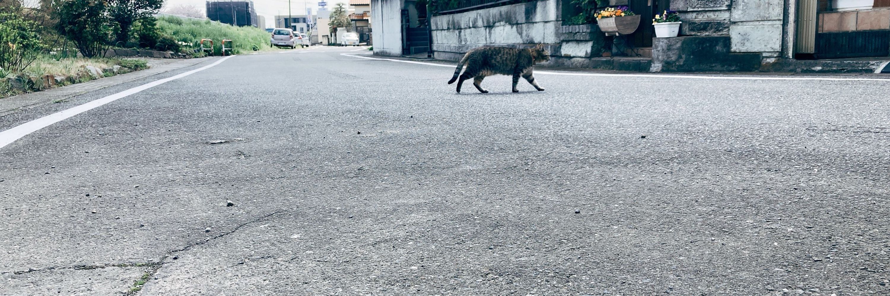 戸田せとら