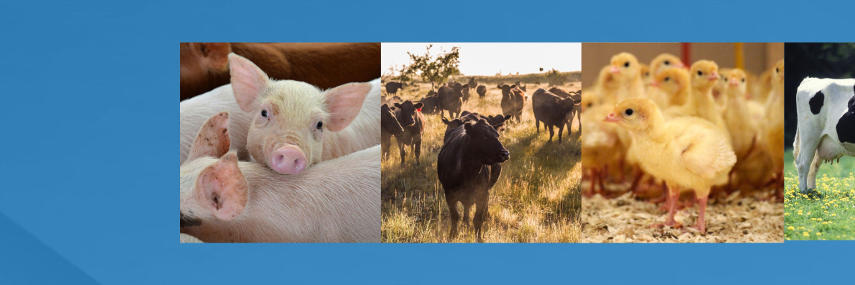 Animal Health Canada | Santé animale Canada