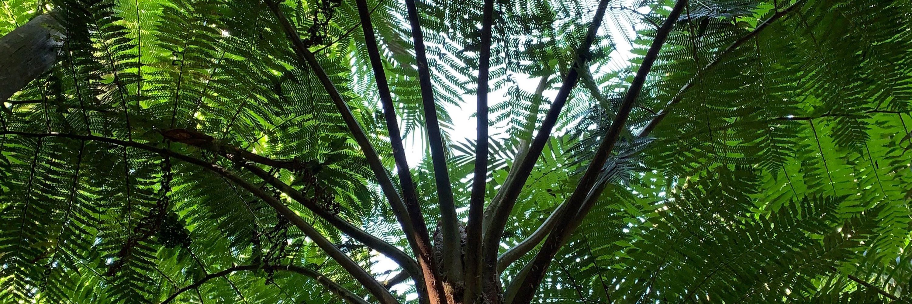 LeafL