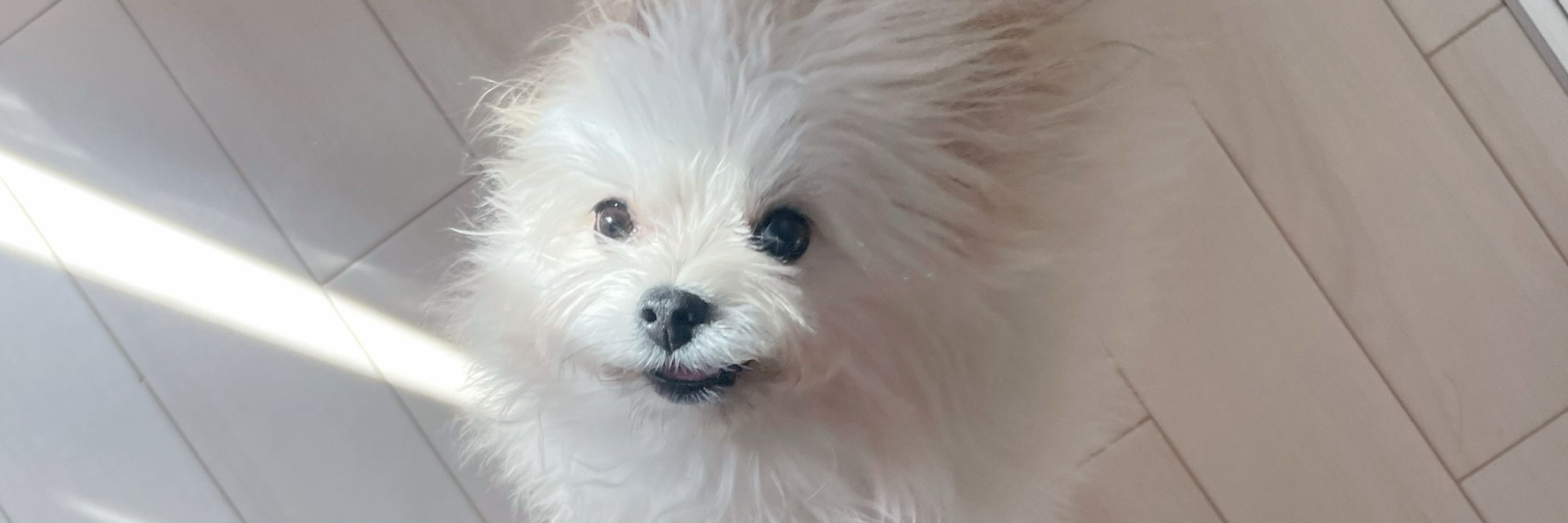 めろめろになる犬