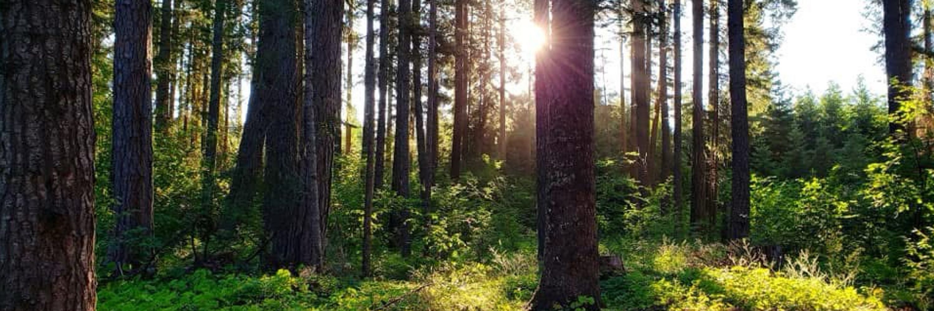 Hiding in the forest