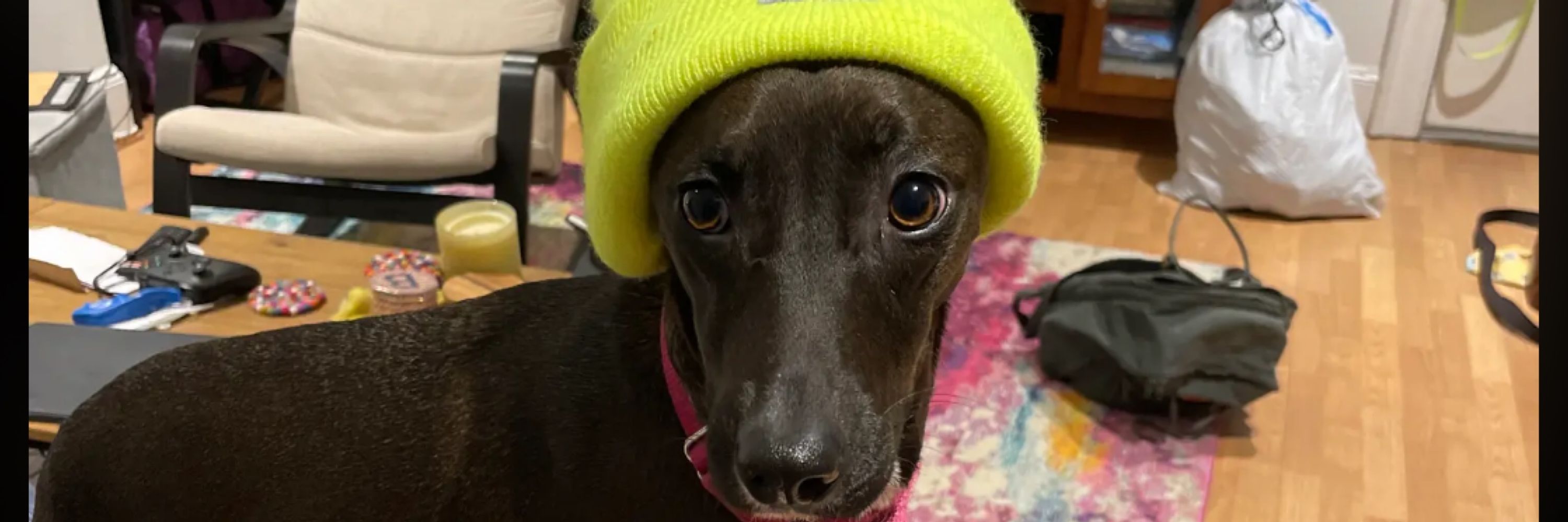 maya