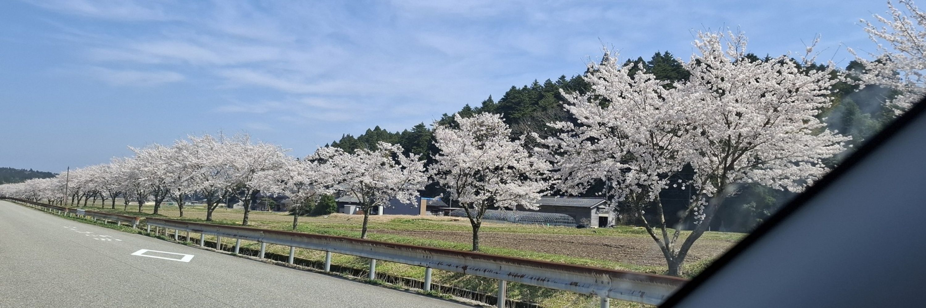 ぴすけす