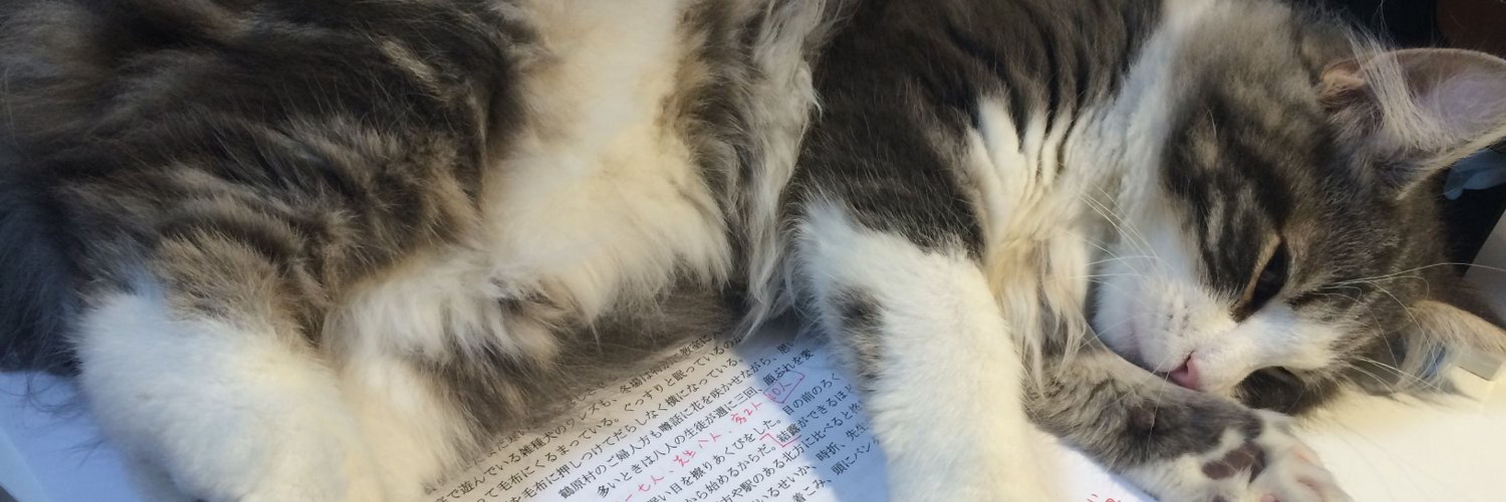🐱藍上央理🐱