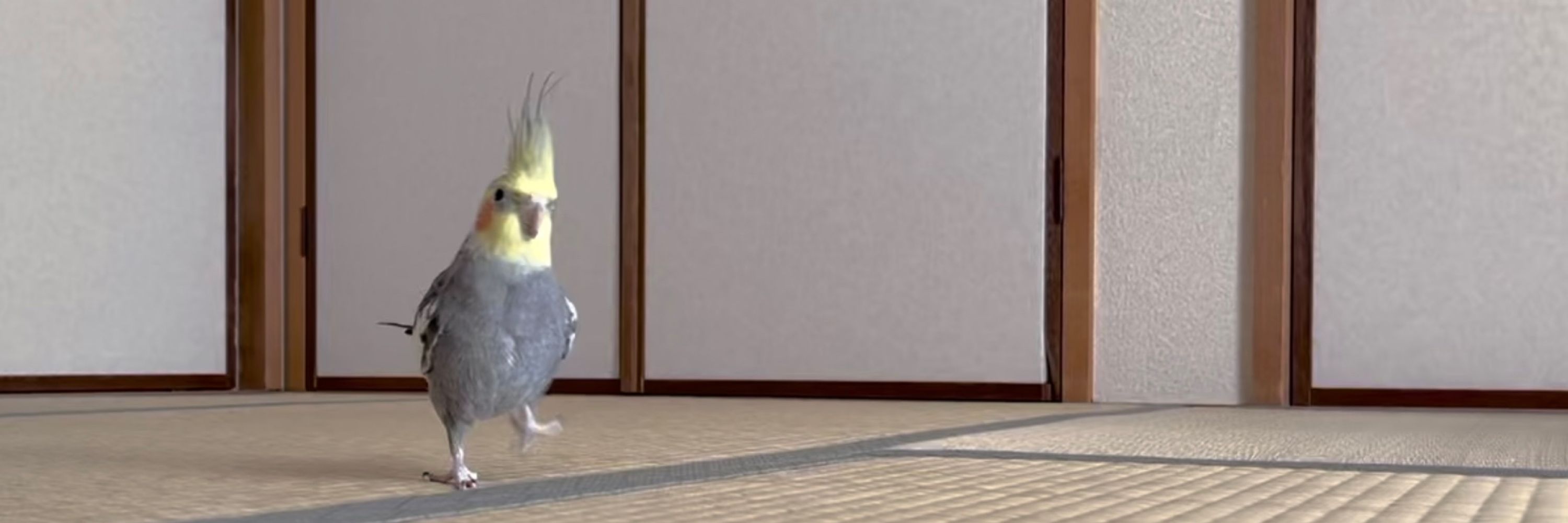 漬けマグロ