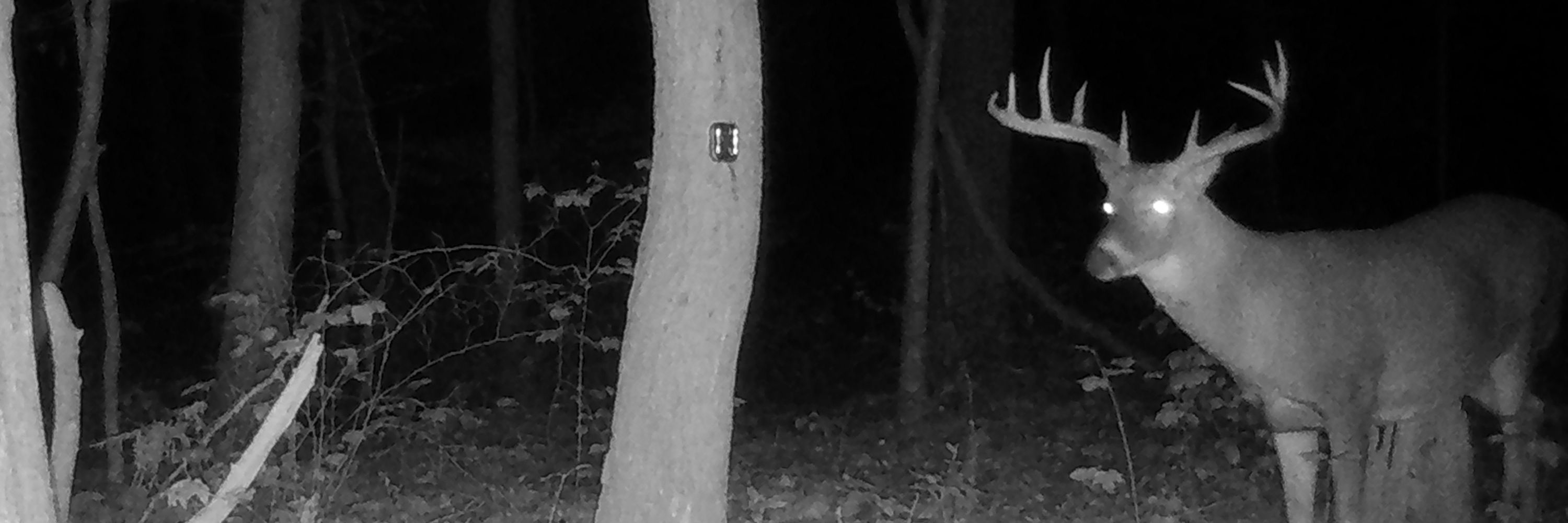 trail cams
