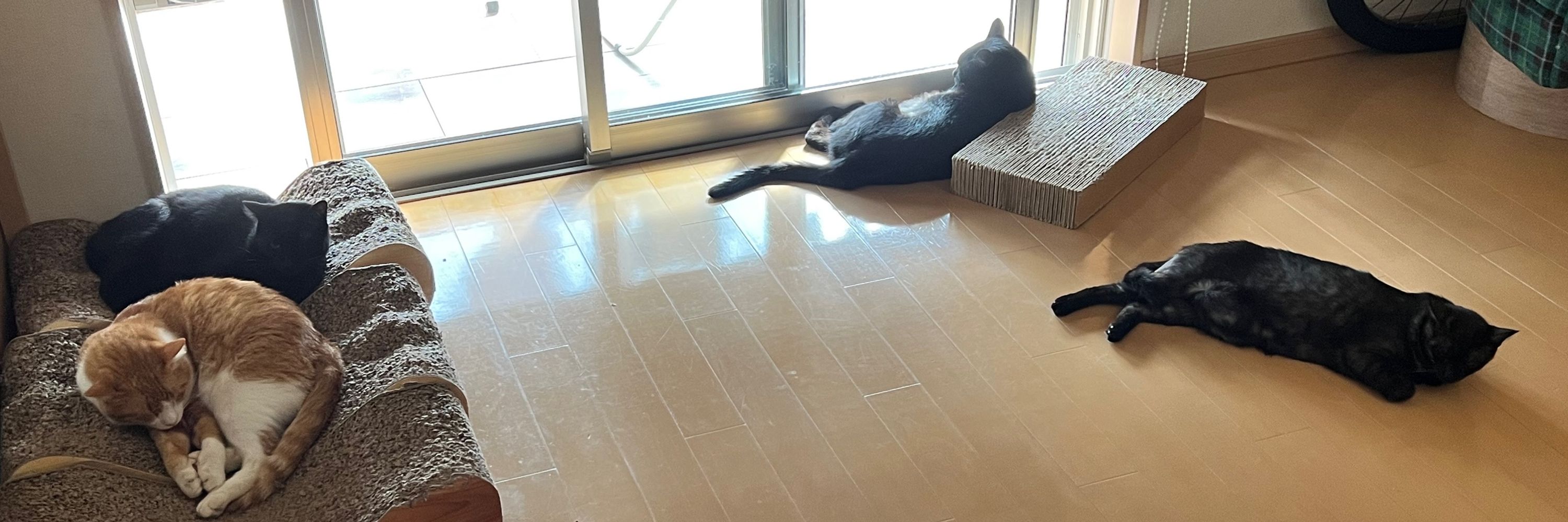 ぽわそん
