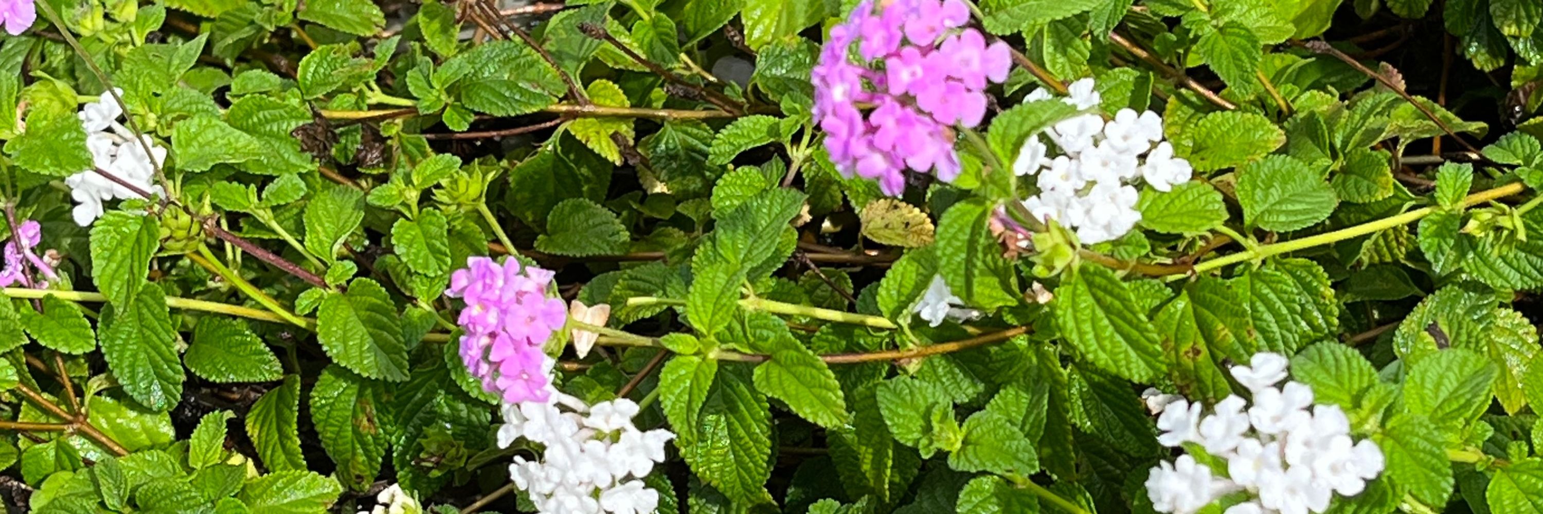 Usha Raman