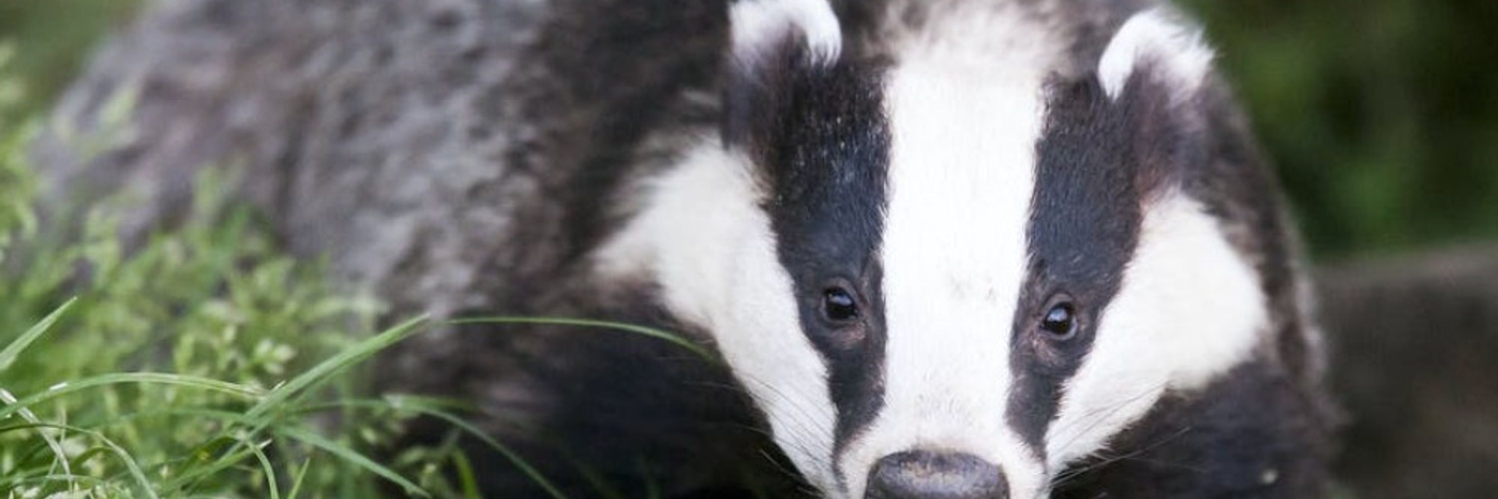 Badger