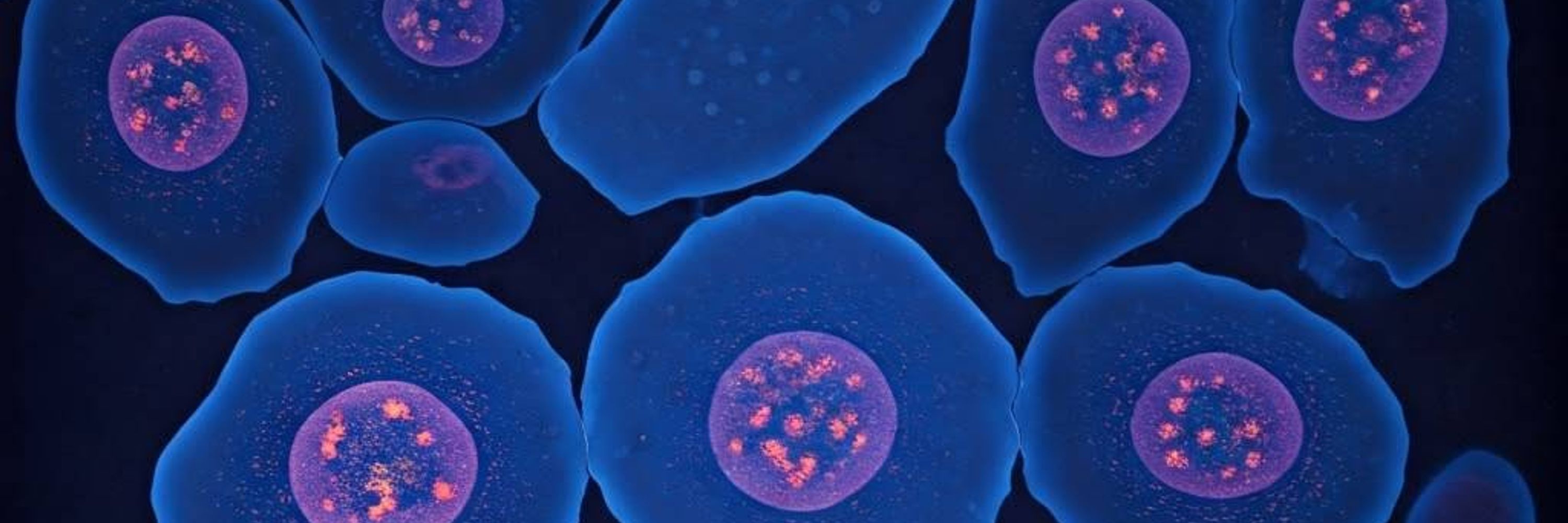 Lab of Fish Immunology