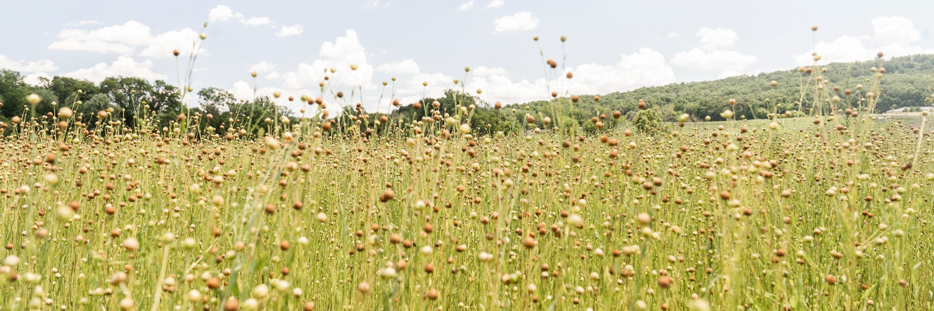 The PA Flax Project
