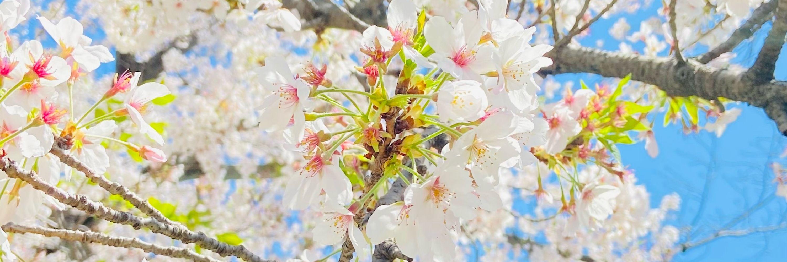 たつき🌸