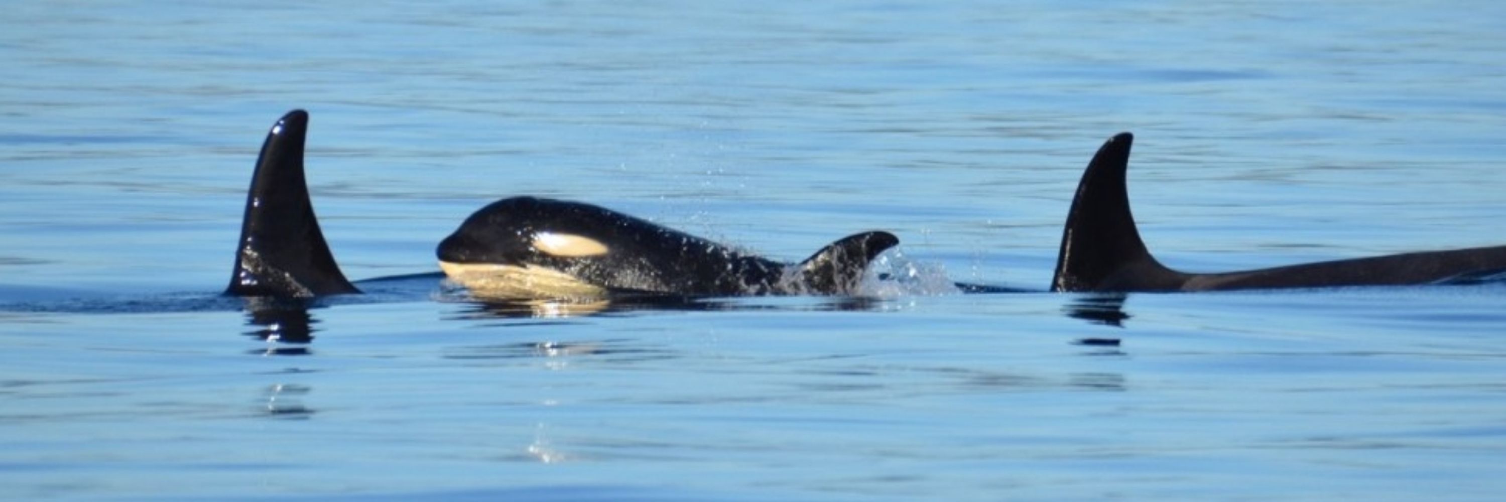 Gladis the Iberian Orca