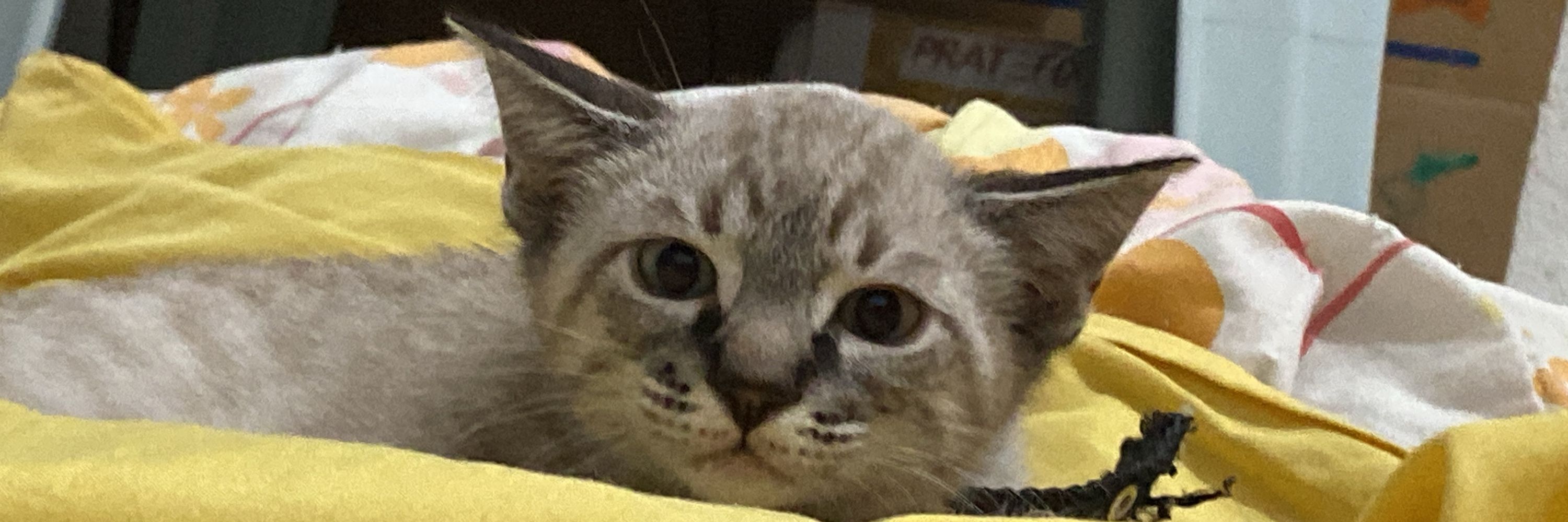 fezinha 