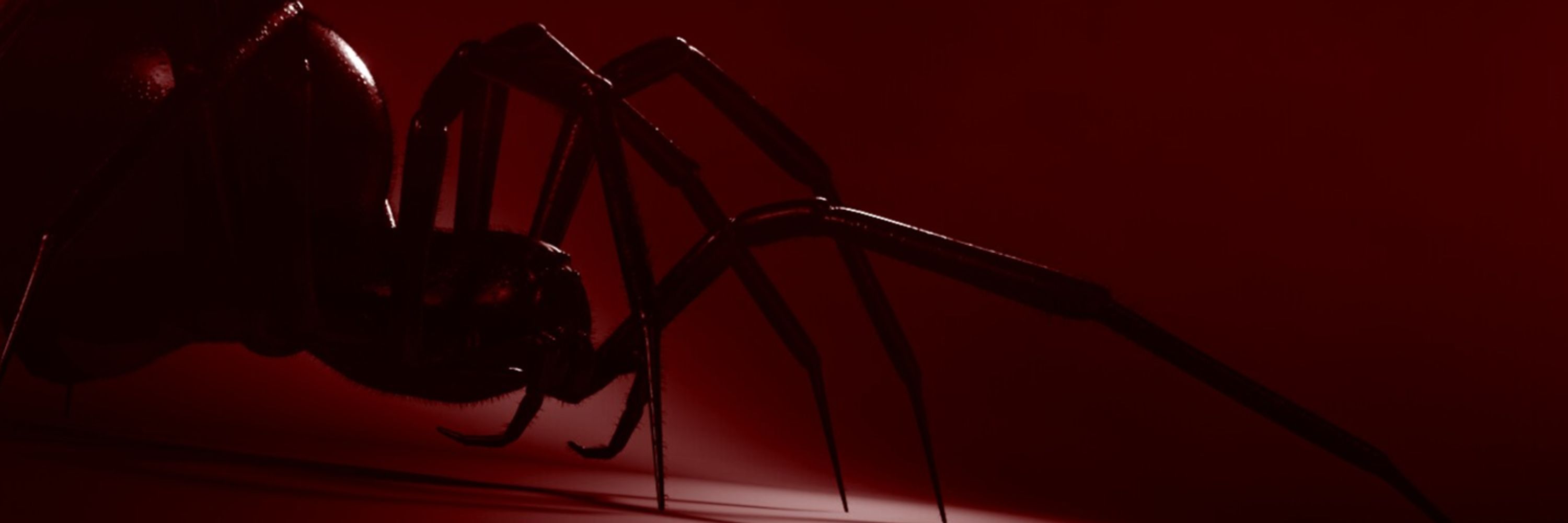 𝐇 ＴＨＥ　ＳＰＩＤＥＲ