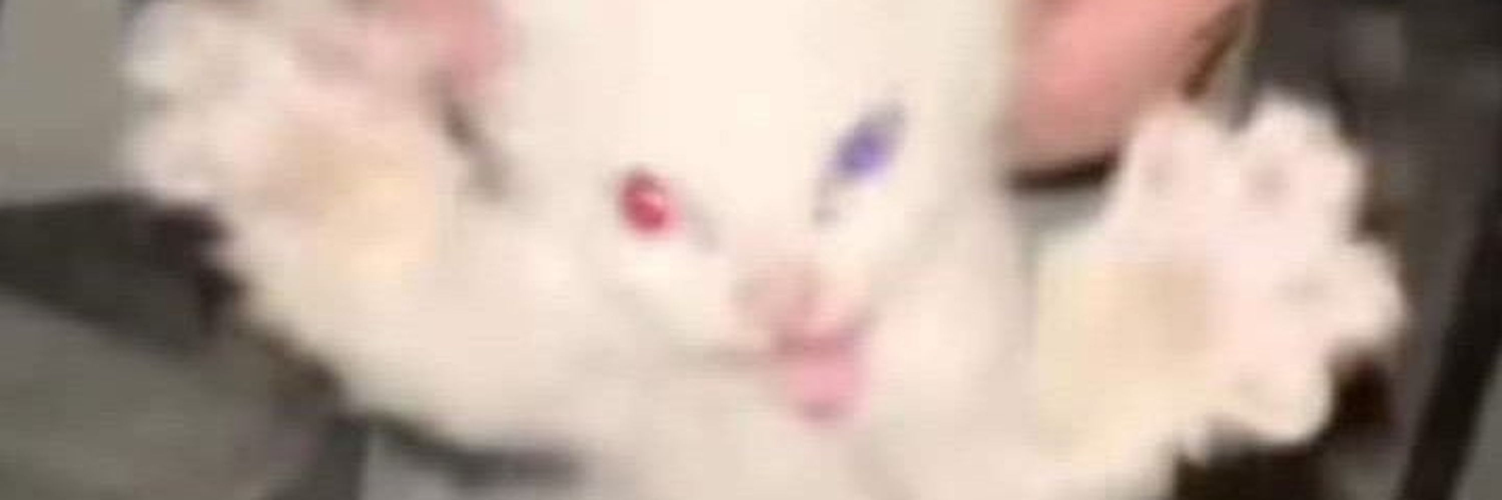 Ædus