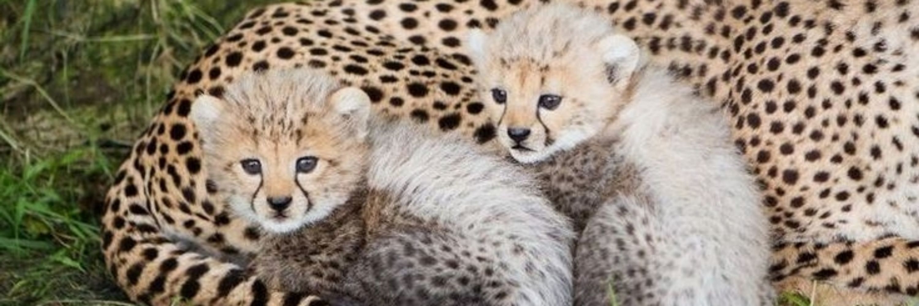 Cheetah ☆ 🐆