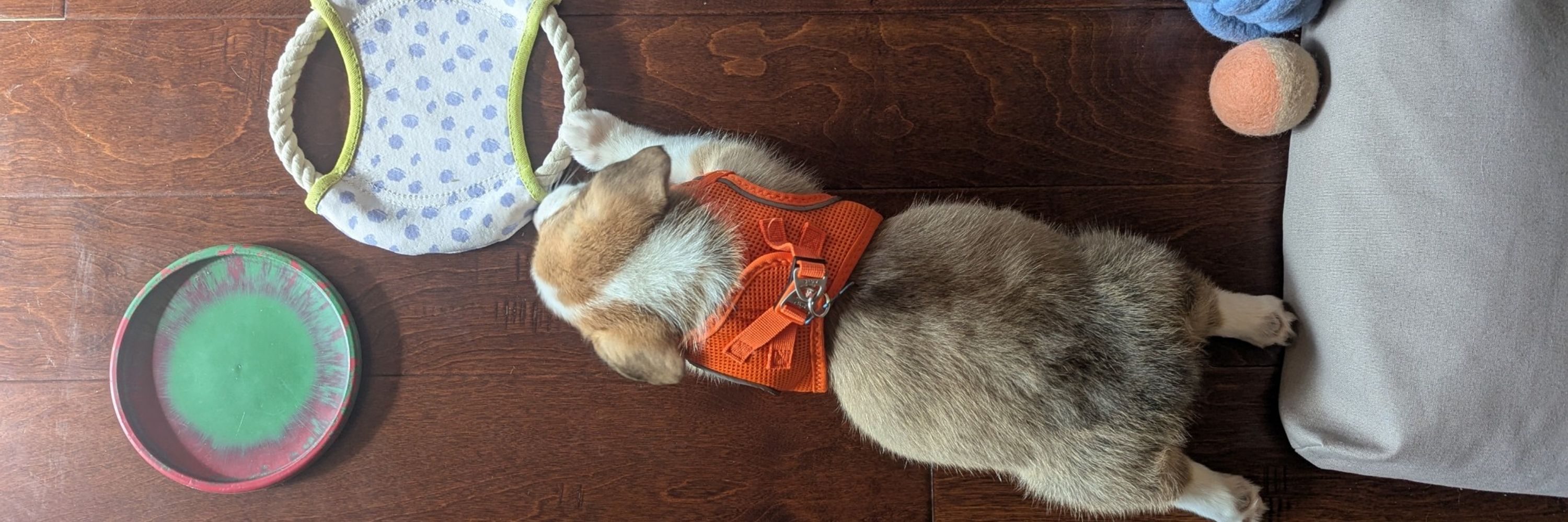 Peanut the Corgi