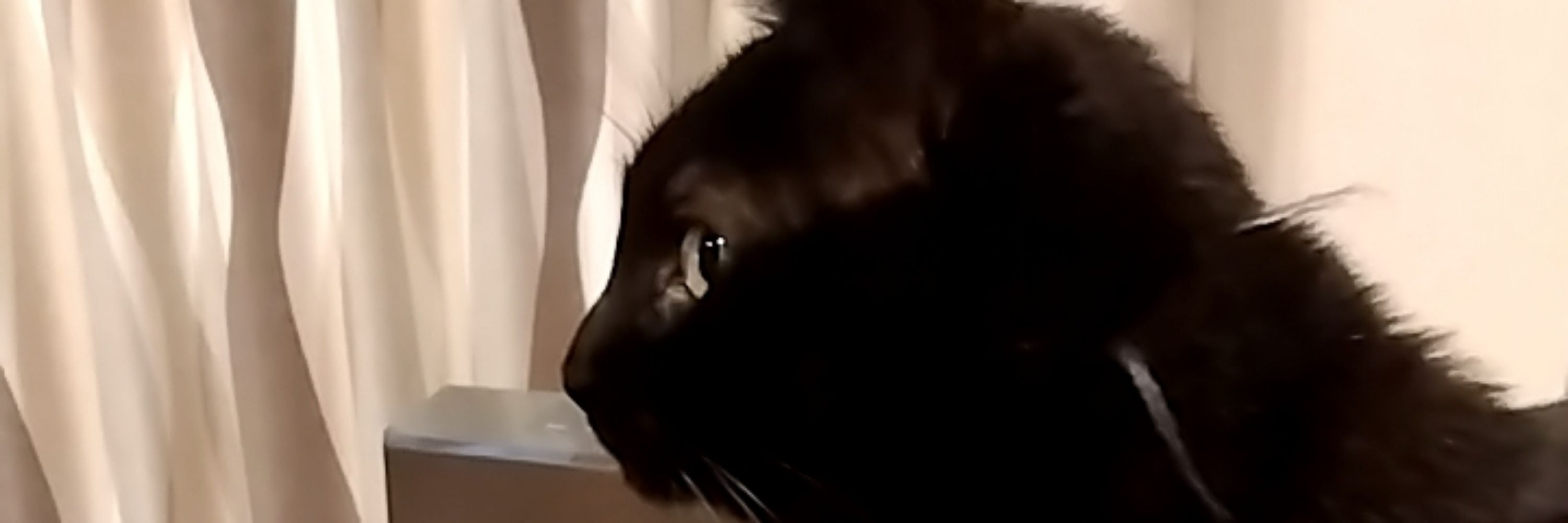 ねこのしっぽ