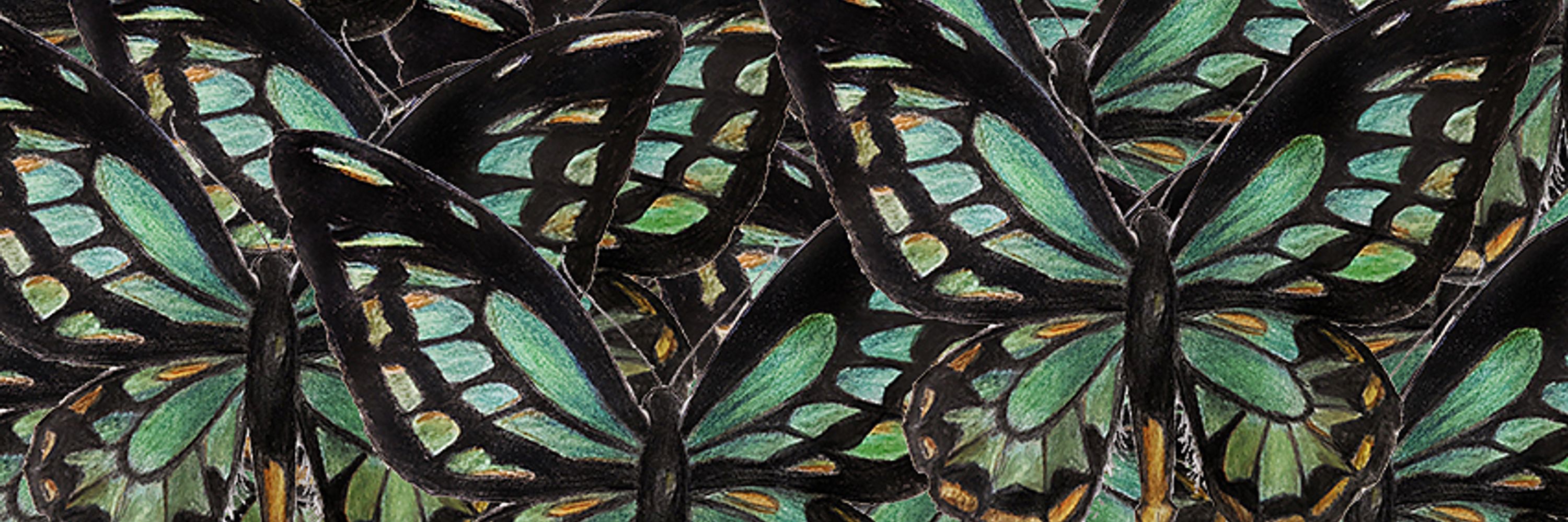 The Butterfly Collectors