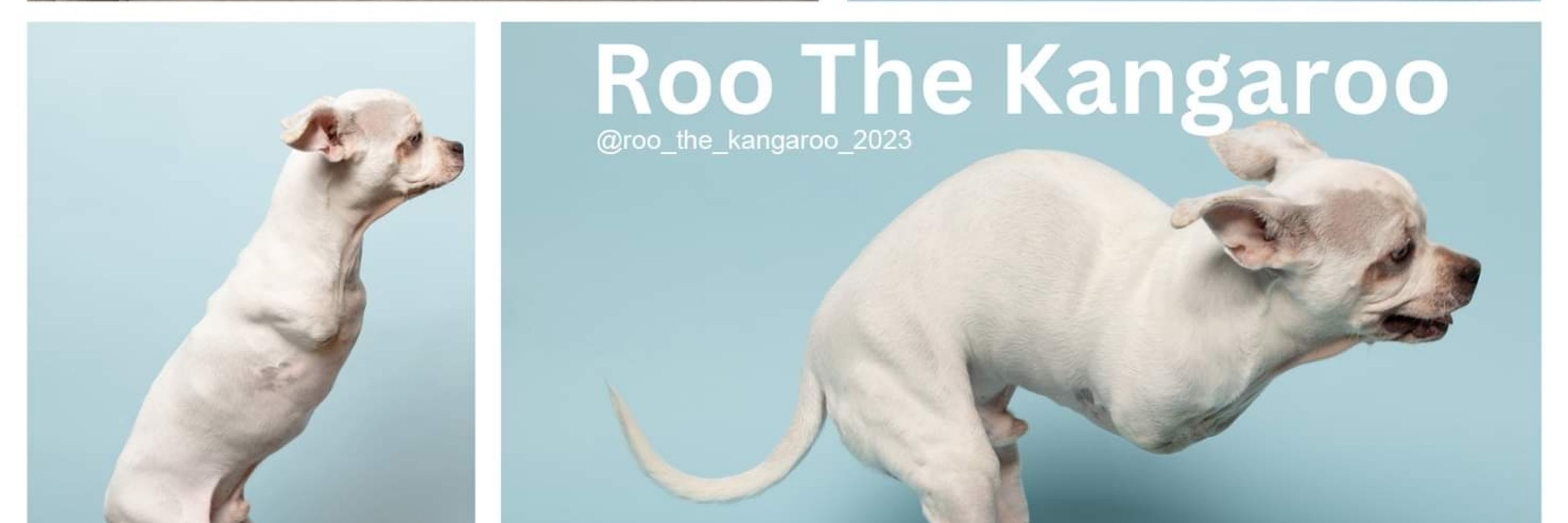 Roo The Kangaroo