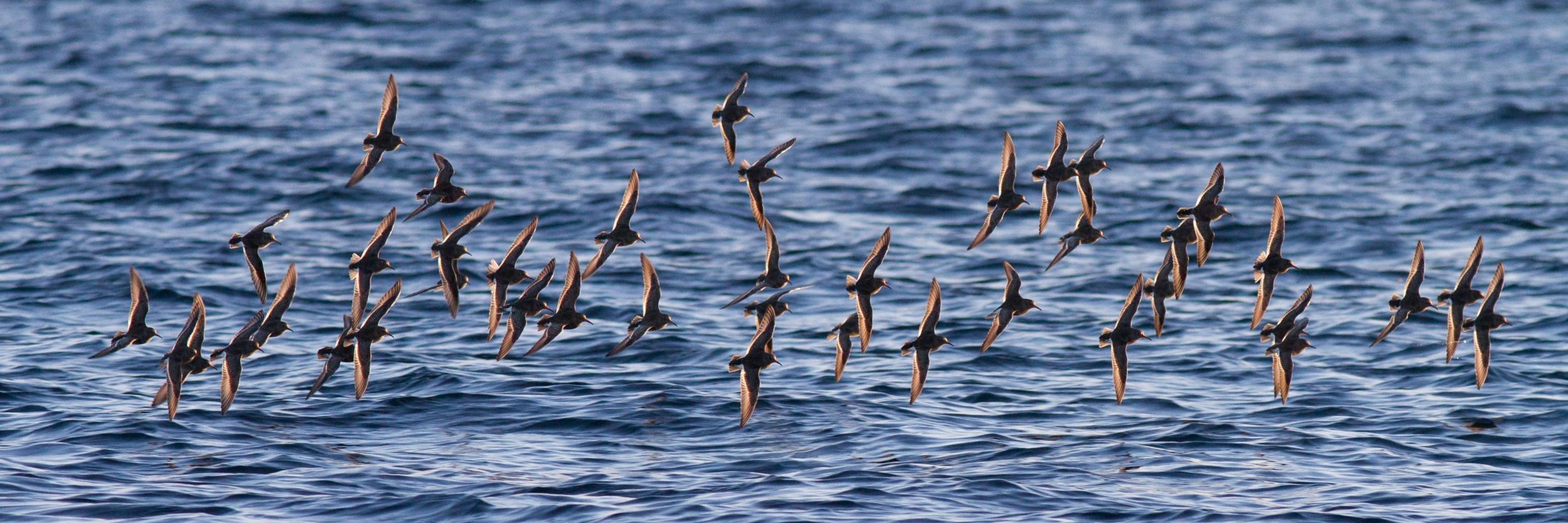 BirdLife Norge