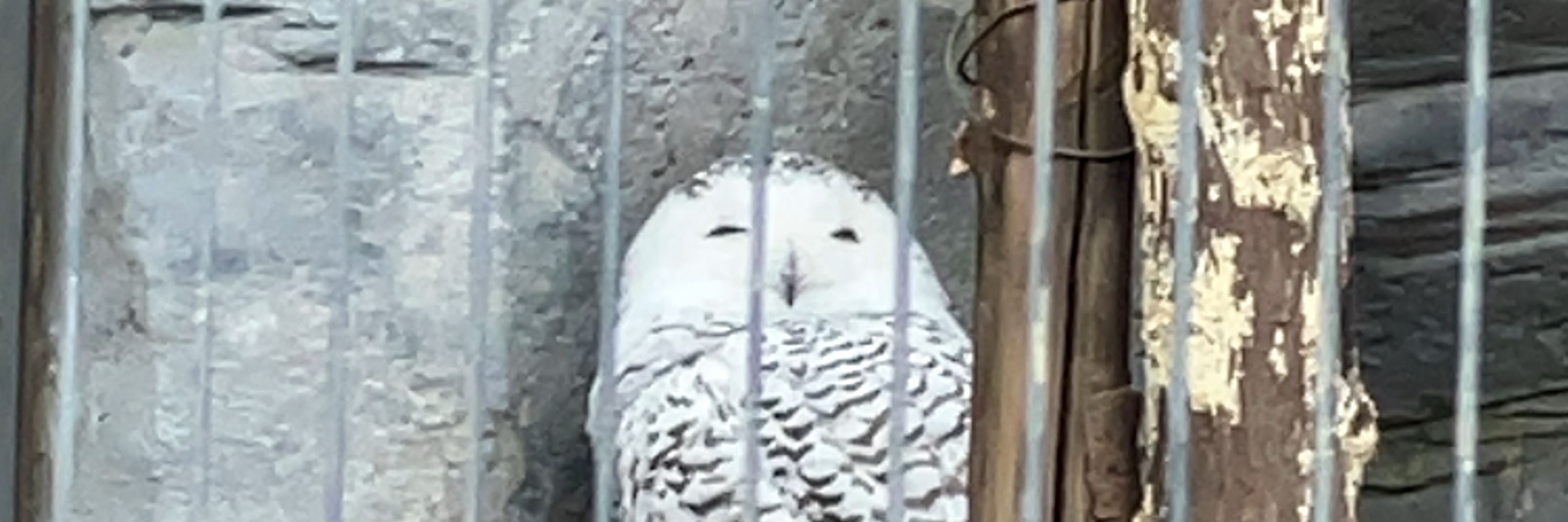 イダショウゴ