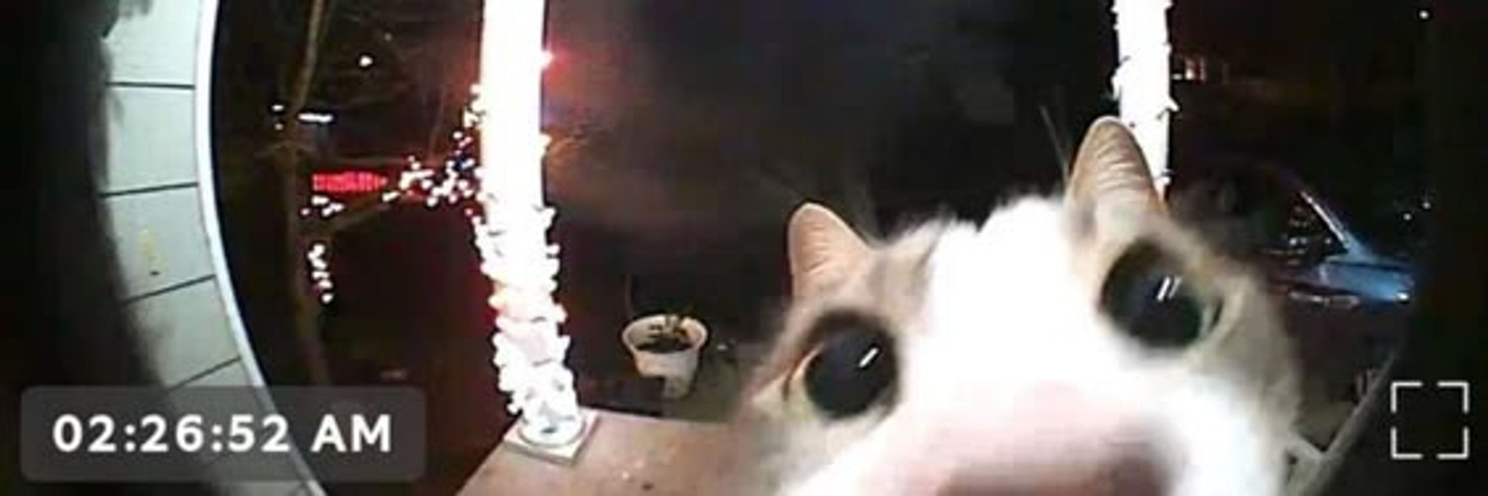 Cryptid!!
