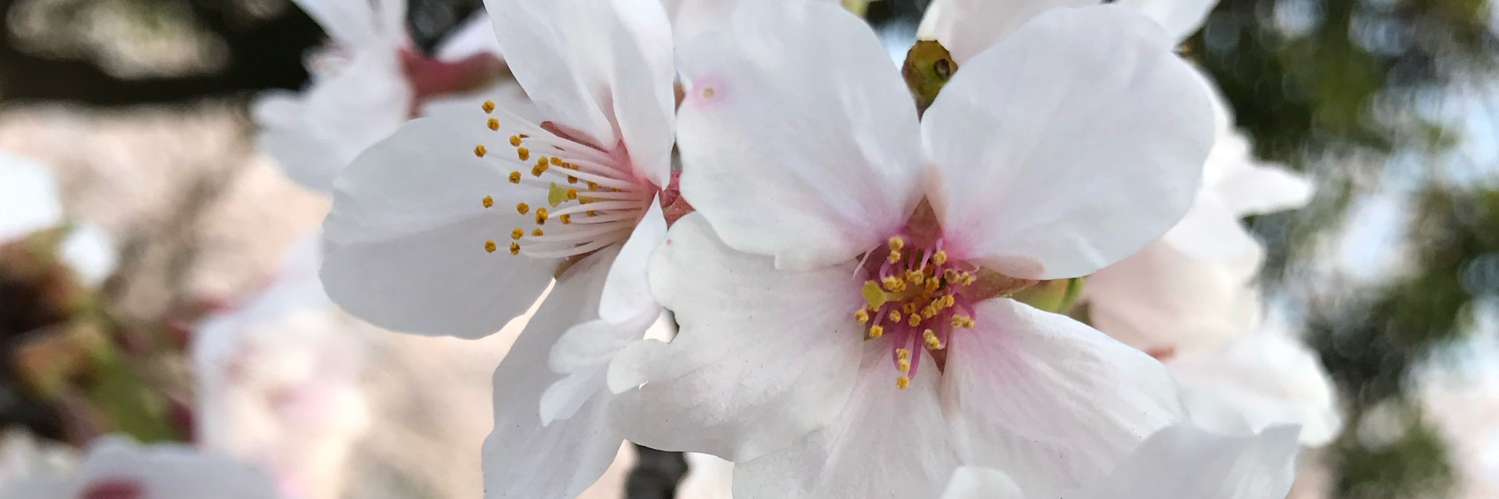 悠