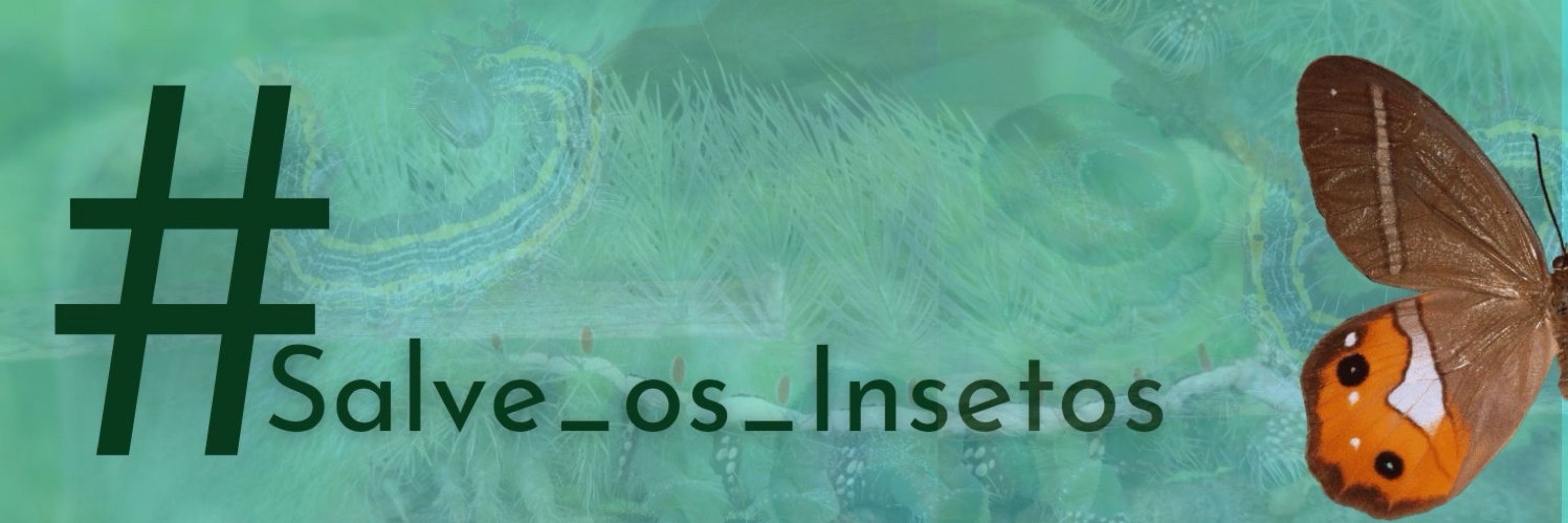 Mariposas do Brasil - Jhonatan Santos 🦋