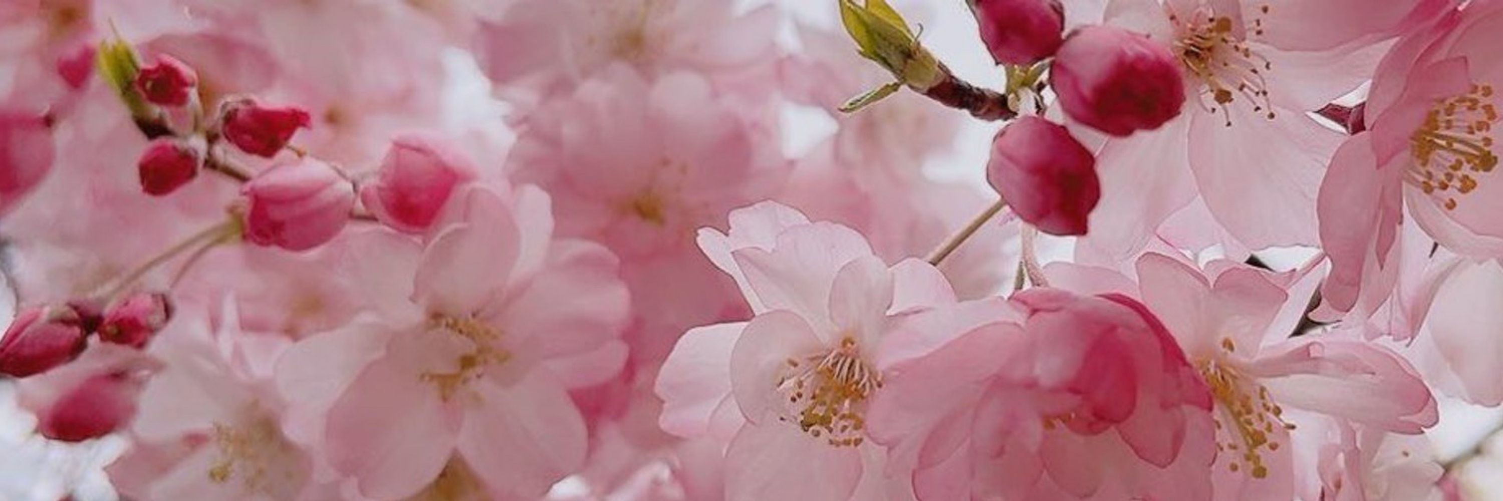 ちぃ🌸