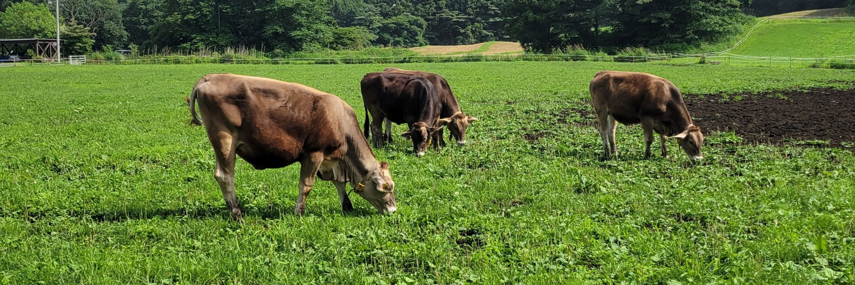 🐮