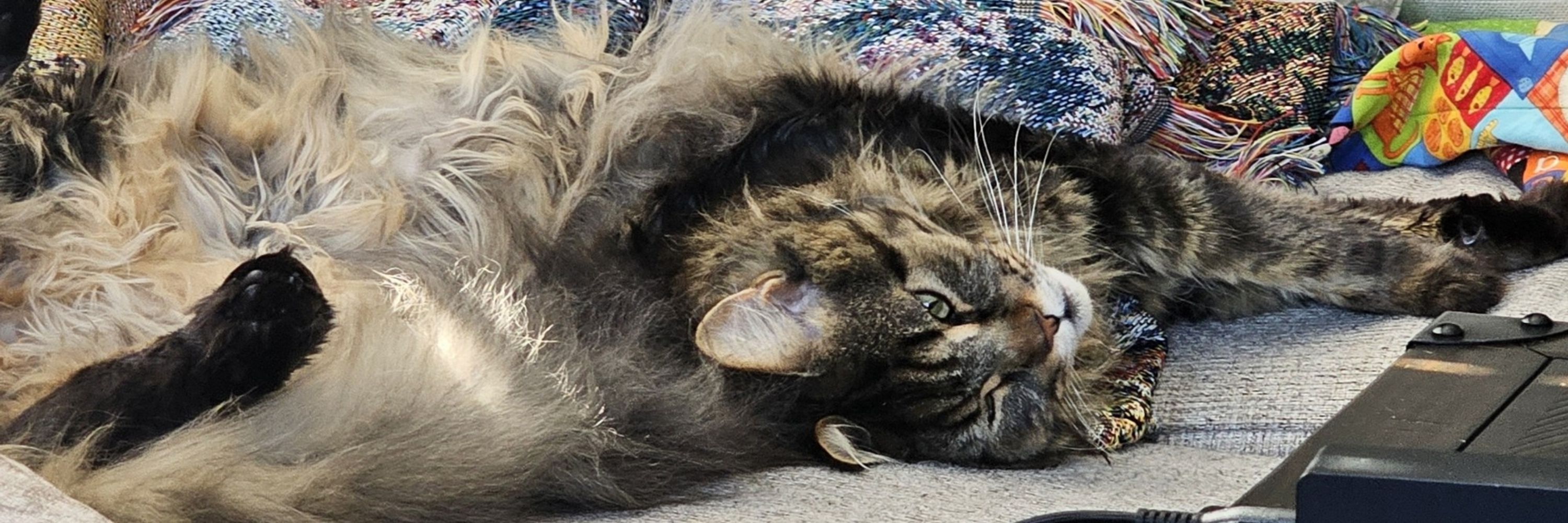 Princess Donut the Queen Anne Chonk