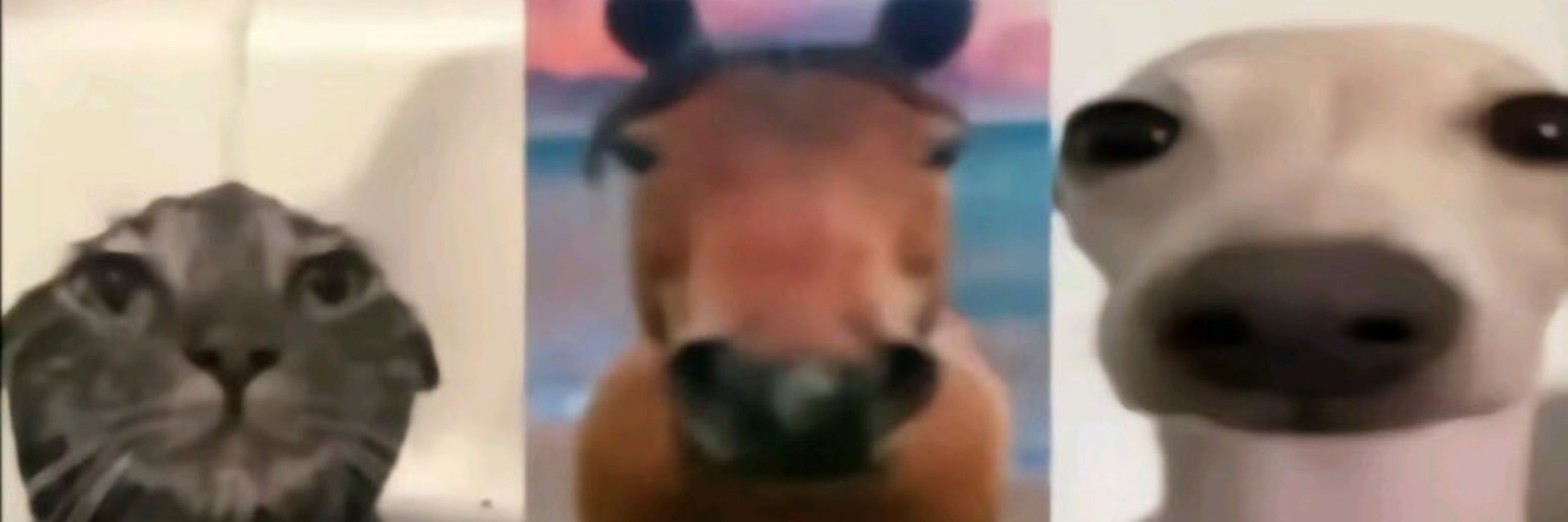 K.K