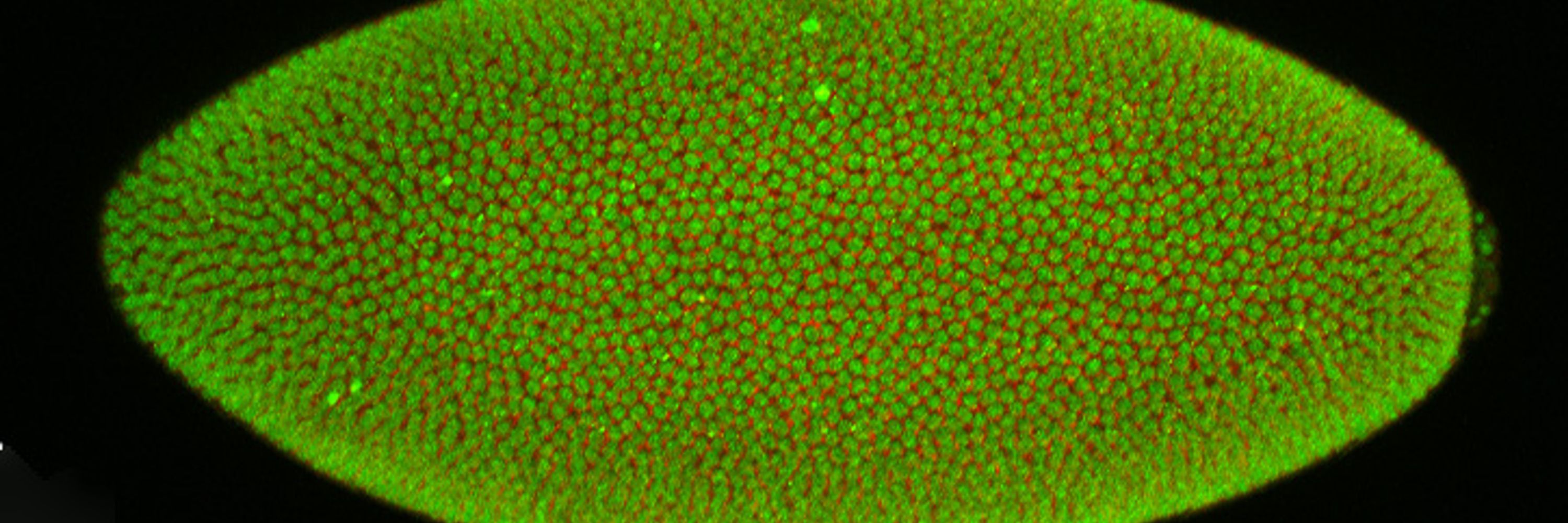 Melissa Harrison Lab 